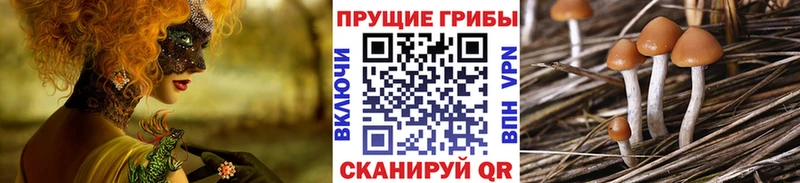 Галлюциногенные грибы MAGIC MUSHROOMS  как найти закладки  Грязи 